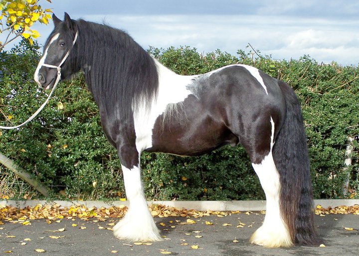 Hermits Mustang - Feathered Cob Stallion